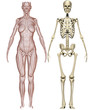 Muscoli e scheletro donna
