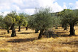 Olive Trees in the countryside Olive Trees in the countryside