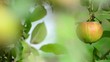 Apfelbaum / Appel tree II
