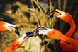 Flamingos social birds