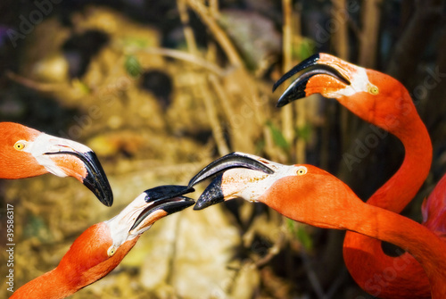 Photo: Flamingos social birds Flamingos social birds