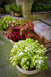 Beautiful potted coleus plants in garden room