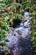 Photo: rain forest stream rain forest stream