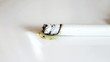 Video: Cigarette Cigarette
