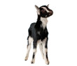 little goat isolated