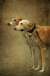 Windhunde