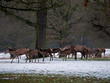 Deer in Richmond Park, London, UK Deer in Richmond Park, London, UK