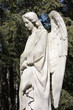 Engel
