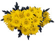 Yellow chrysanthemums over white background Yellow chrysanthemums over white background