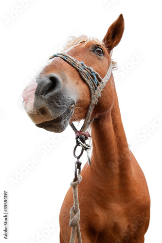 Photo: horse portrait horse portrait