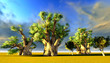 African baobabs