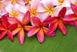 Photo: Colorful Plumeria flowers on banana leaf Colorful Plumeria flowers on banana leaf