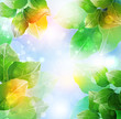 Summer or spring vector illustration for fresh design