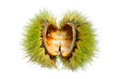 empty chestnut fruit husk isolated on white background