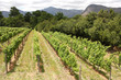 Vineyard, Montague, Route 62, South Africa
