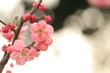 ピンクの梅の花