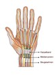 Illustration: karpaltunnel karpaltunnel