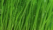 Grass