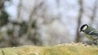Video: parus major parus major