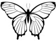 Schmetterling