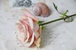 Vintage rose