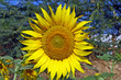 Karnataka, India Rurale, campi di girasoli