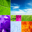 nature collage