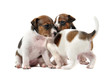 chiots jack russel terriers chiots jack russel terriers