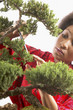 Woman trimming bonsai tree