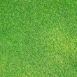 Artificial Grass