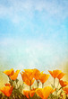 Poppies and Mist