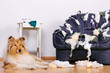 Langeweile eines Hundes