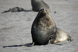 Fur Seals