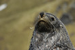 Fur Seals