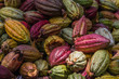 Cocoa pods