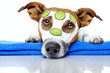 dog with a beauty mask
