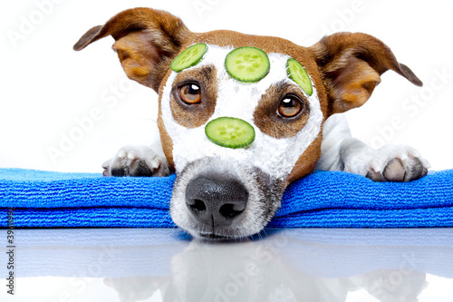 Foto: dog with a beauty mask dog with a beauty mask