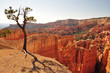drzewo utah