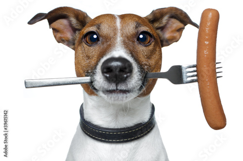 Photo: hungry dog with a sausage on the fork hungry dog with a sausage on the fork