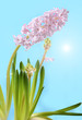 Jacinthe rose au soleil (Hyacinthus)