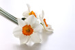 three daffodils on white background