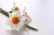 three daffodils on white background