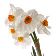 white orange daffodils on white background