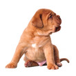 Playful wrinkled puppy