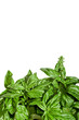 Basil border isolated on white Basil border isolated on white