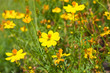 Foto: Marigold flowers Marigold flowers