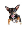 jumpimg flying toy terrier dog or top view
