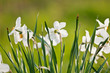 narcissus