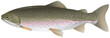 Trout