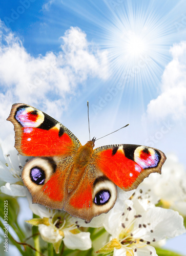 Photo: Spring blossom and a butterfly. Spring blossom and a butterfly.